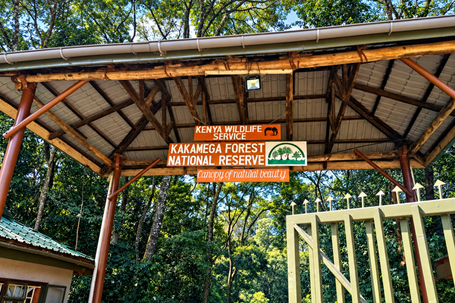 Kakamega Forest National Reserve – A Canopy of Natural Beauty